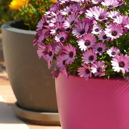 Bed & Breakfast Alessia