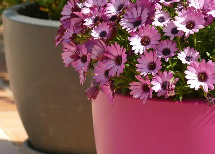 Bed & Breakfast Alessia